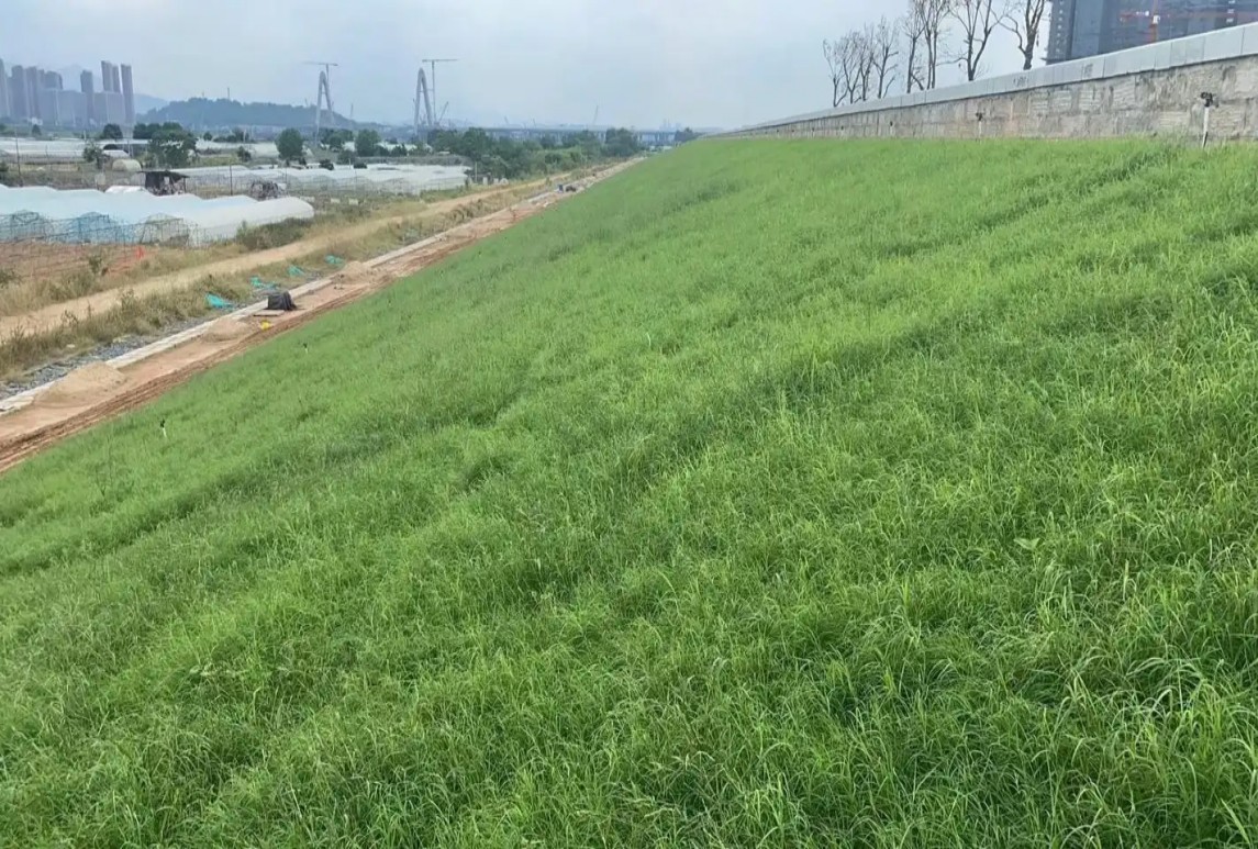 暖季型草坪草（2）